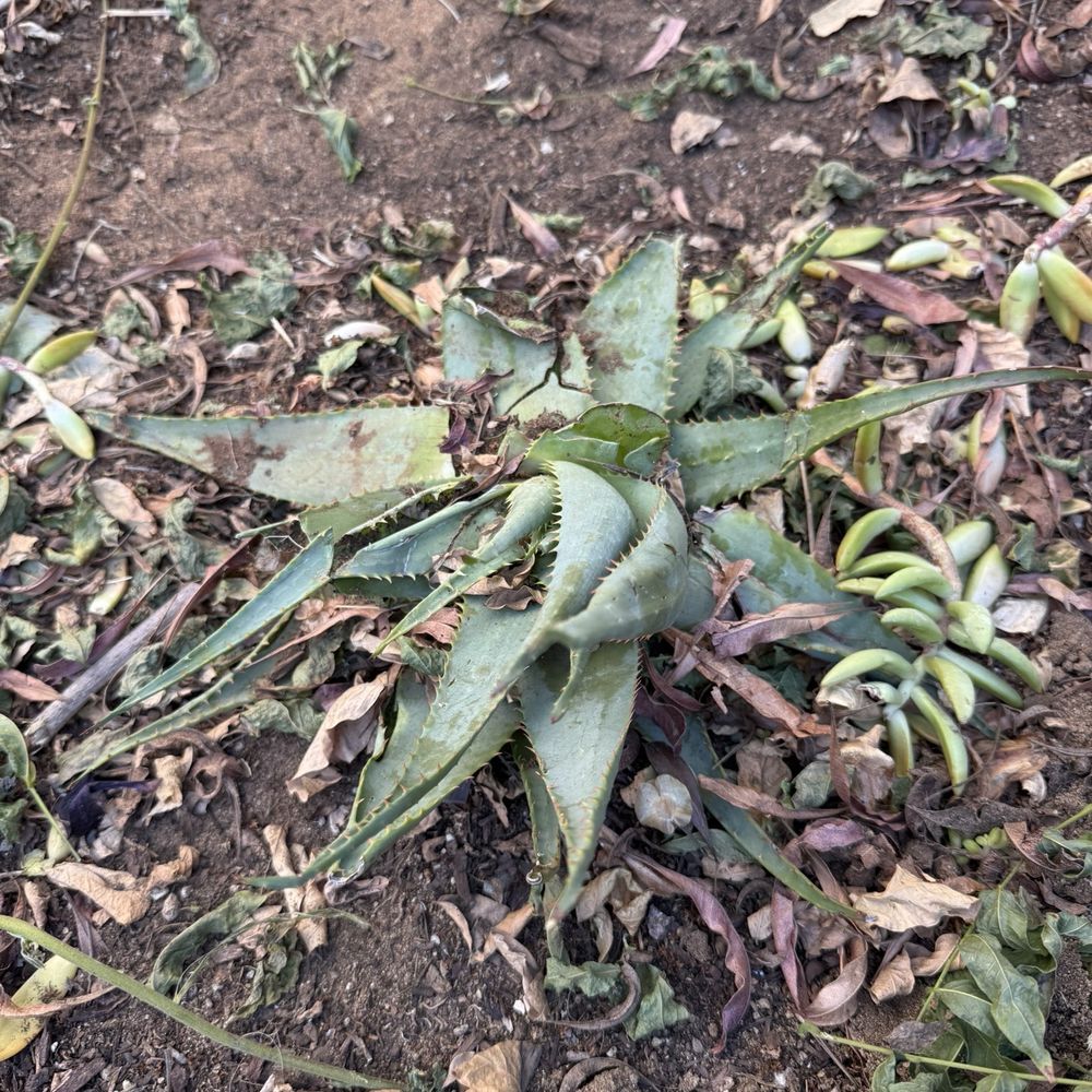 LaBahn's Landscaping - Stomping on all the plants - Landscaping Near Me - Santee, California