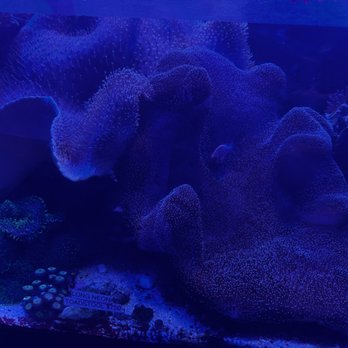 Preuss Pets - Sea anemone - Aquarium Services Near Me - Lansing, Michigan