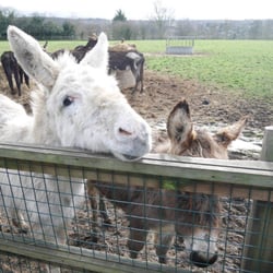 Capital Ring: Falconwood to Grove Park - The donkeys reeeeally want to make friends