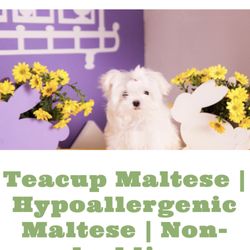 Cathys Maltese - Hypoallergenic & Non Shedding Maltese Puppies - Screenshot of website