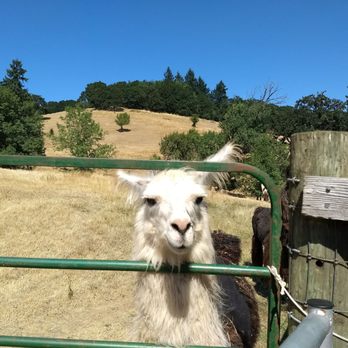 Rain Dance Vineyards - Smile! - Wineries Near Me - Newberg, Oregon Rain Dance Vineyards - Smile! - Wineries Near Me - Newberg, Oregon