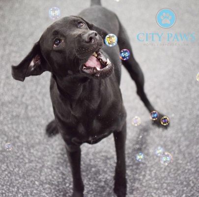 city paws pet club
