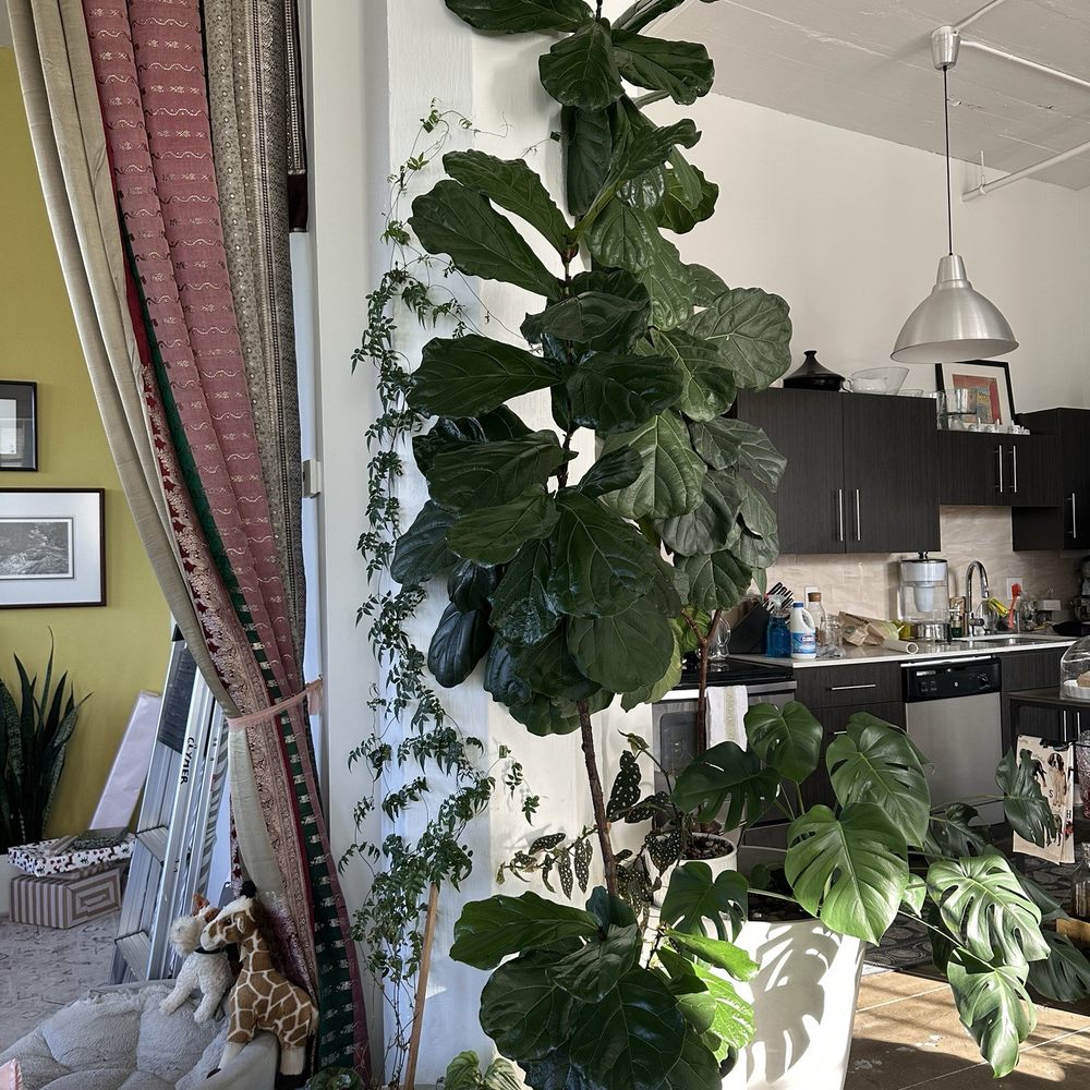 Talise Garden - Bought as a 2' high baby! - Nurseries & Gardening Near Me - Portland, Oregon Talise Garden - Bought as a 2' high baby! - Nurseries & Gardening Near Me - Portland, Oregon