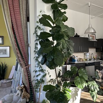 Talise Garden - Bought as a 2' high baby! - Nurseries & Gardening Near Me - Portland, Oregon