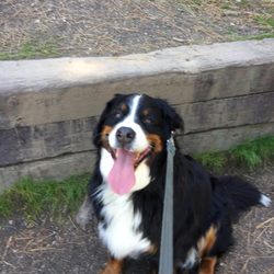 Hayden Pet Medical Center - Sophie going on a walk with us
