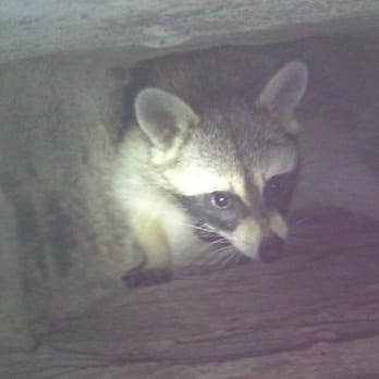 911 Wildlife - Raccoon in your chimney? - Pest Control Near Me - Plano, Texas