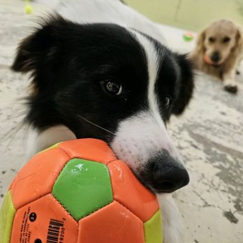Critter Cafe - I've got the ball!!!! - Pet Stores Near Me - Marco Island, Florida Critter Cafe - I've got the ball!!!! - Pet Stores Near Me - Marco Island, Florida