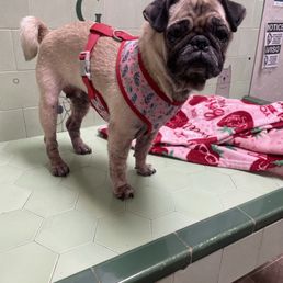 GREEN DOG & CAT HOSPITAL - Updated January 2026 - 74 Photos & 165