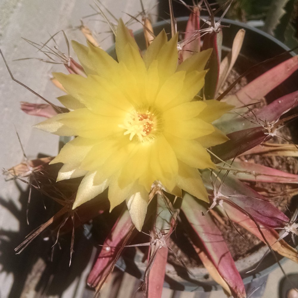 California Cactus Ranch - Nurseries & Gardening Near Me - Reseda, California California Cactus Ranch - Nurseries & Gardening Near Me - Reseda, California