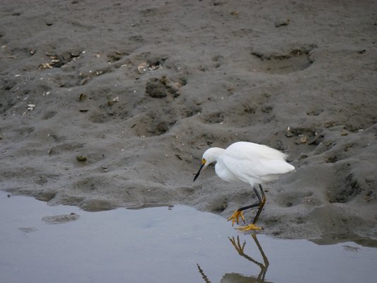 Bolsa Chica Ecological Reserve by null