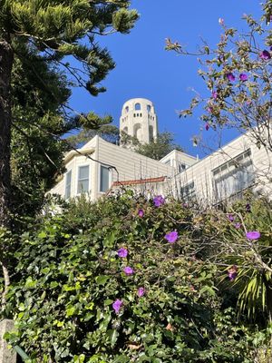 Filbert Steps by null