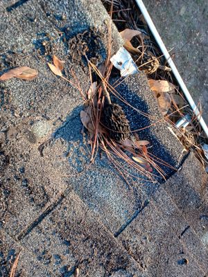 Roy's Roof Repair