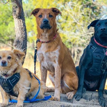 Petco - Pet Training Near Me - Flagstaff, Arizona