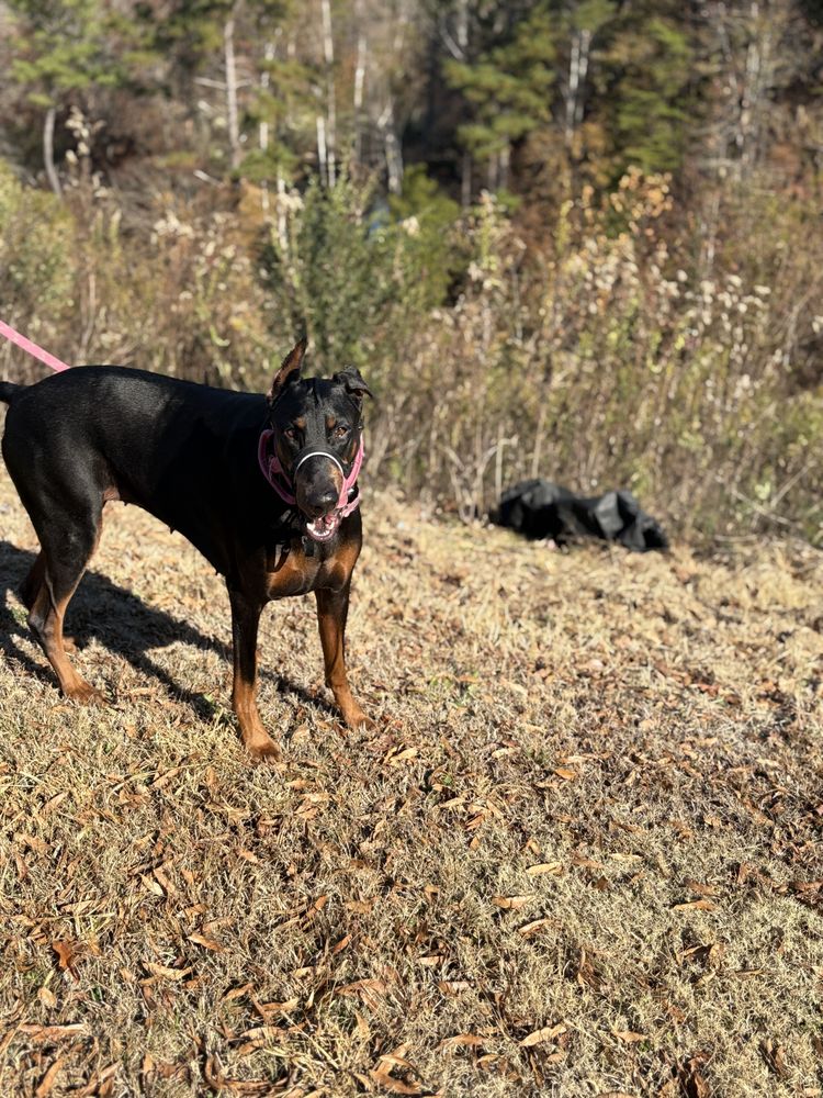Private Dog Training - pet boarding facility in Birmingham, AL