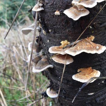 Historic Kirchem Farm - Nice ear fungus - Pick Your Own Farms Near Me - Oregon City, Oregon