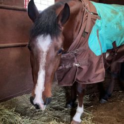 Coldwater Lake Stable - My horse and his hay Niki fed him