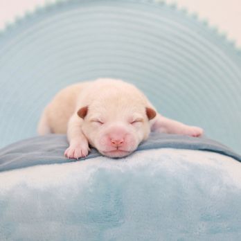 Be Here Now Pet Photography - Pet Photography Near Me Be Here Now Pet Photography - Pet Photography Near Me