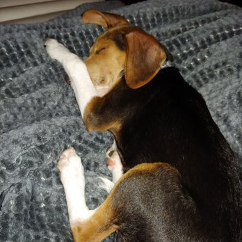 Hinde Animal Rescue Team - Animal Shelters Near Me Hinde Animal Rescue Team - Animal Shelters Near Me