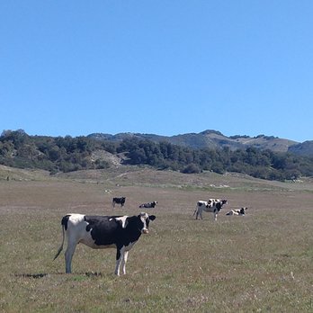 Eagle Rock Hike - Holstein heifers - Hiking Near Me - Warner Springs, California Eagle Rock Hike - Holstein heifers - Hiking Near Me - Warner Springs, California