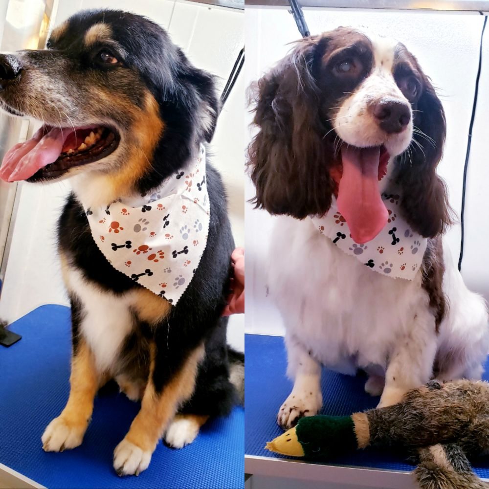 MELISSA GRANGE MOBILE GROOMING 13 Photos Oklahoma City, Oklahoma