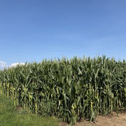 Milky Way Farm