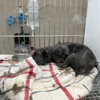 Puppies N Love - French bull dog puppies lying in their own filth - Pet Stores Near Me - Gilbert, Arizona Puppies N Love - French bull dog puppies lying in their own filth - Pet Stores Near Me - Gilbert, Arizona