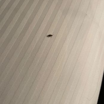 Cousins Country Inn - Bugs in beds - Hotels Near Me - The Dalles, Oregon Cousins Country Inn - Bugs in beds - Hotels Near Me - The Dalles, Oregon
