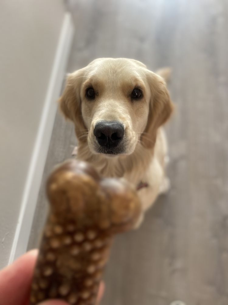 PRESTIGE PET CARE SAN DIEGO 16 Photos San Diego, California Dog