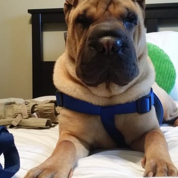 Miami Pet Sitters - Dog Walkers Near Me Miami Pet Sitters - Dog Walkers Near Me