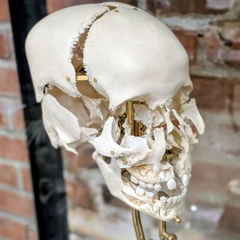 The Bone Museum - May 9, 2026. - Museums Near Me - Brooklyn, New York The Bone Museum - May 9, 2026. - Museums Near Me - Brooklyn, New York