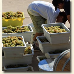 Parkmon Vineyards