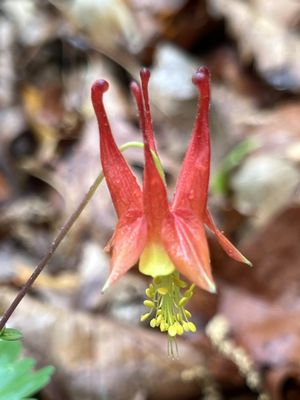 Bowman's Hill Wildflower Preserve by null