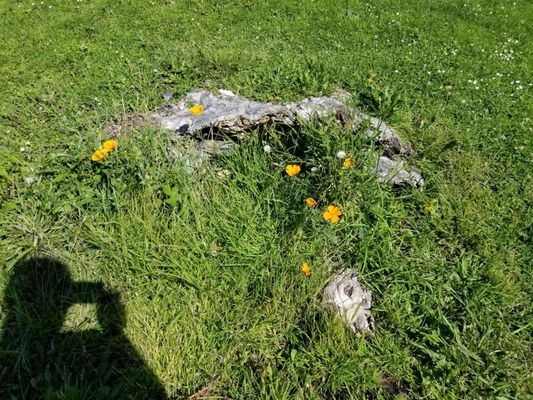 Mosswood Park by null