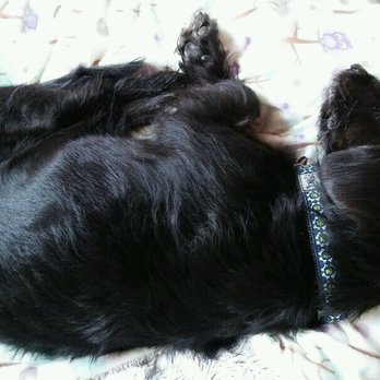 Pet Nanny Angie - Angie sent me this picture while she was watching Chewie and I could just tell from that curled up position that he was a happy boy! - Pet Sitting Near Me - Kirkland, Washington