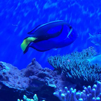 Birch Aquarium - Aquariums Near Me - La Jolla, California
