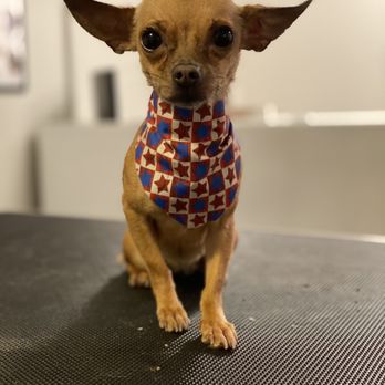 Malinois & More Pet Grooming - Pet Groomers Near Me - Stafford, Texas Malinois & More Pet Grooming - Pet Groomers Near Me - Stafford, Texas