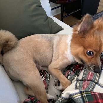 TopDawg Groomers - After - Pet Groomers Near Me - Philadelphia, Pennsylvania TopDawg Groomers - After - Pet Groomers Near Me - Philadelphia, Pennsylvania
