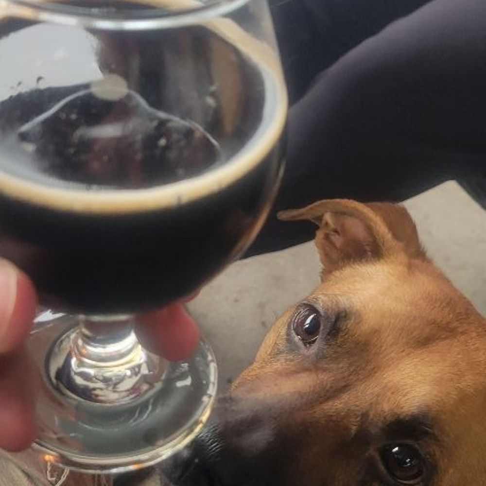 Pint with my pup! Pint with my pup!