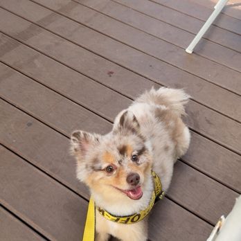 Olive Cafe - Dog friendly patio - Breakfast & Brunch Near Me - San Diego, California