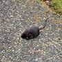 Photo of Tactic Pest Control