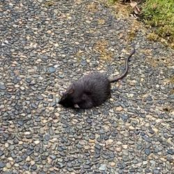 Tactic Pest Control - Rodent control