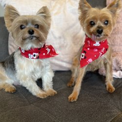 Derek's Premium Mobile Grooming