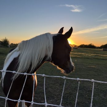 Abby Road Farm - Horseback Riding Near Me - Peculiar, Missouri Abby Road Farm - Horseback Riding Near Me - Peculiar, Missouri
