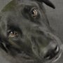 Photo of Urban Canine