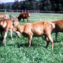 Photo of Bonnie Brae Farms