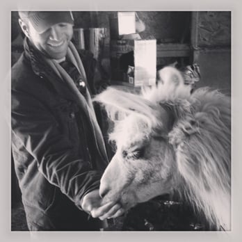 Pine Knot Guest Ranch - Feeding the llamas - Hotels Near Me - Big Bear Lake, California