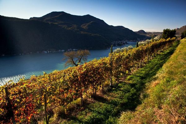 Tenuta Castello di Morcote by null