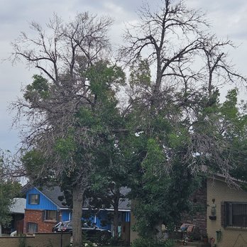 Oakland Tree Service - This is Before  Oakland tree service was here. - Tree Services Near Me - Northglenn, Colorado