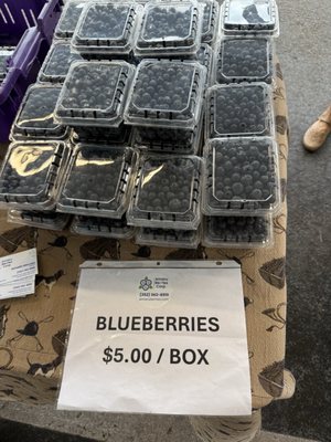 Alachua County Farmers' Market by null
