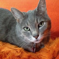 Cat et cetera - Cat et cetera Loving care for your cat